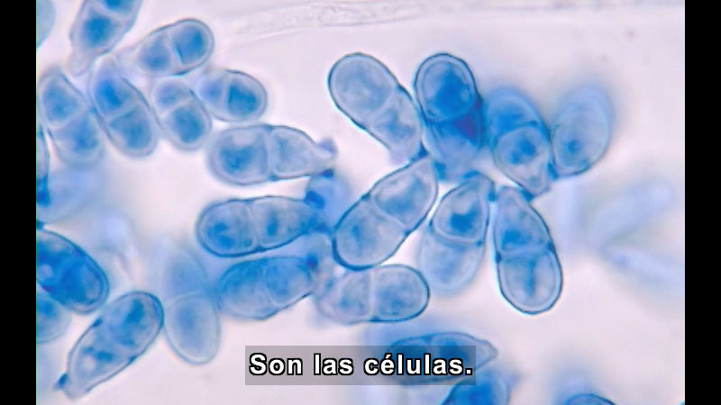Microscopic view of clusters of cells. Spanish captions.