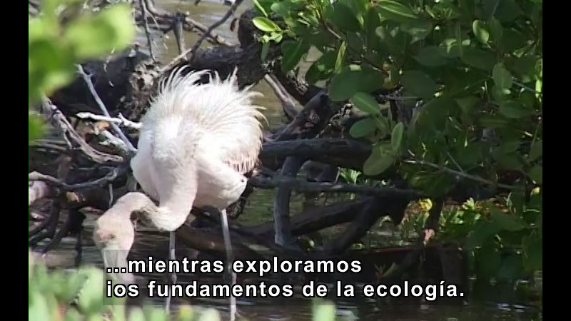 White bird with long legs and a long neck standing in the water with plants in background. Spanish captions.