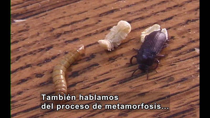 Beetle in larvae, pupae, and adult stage. Spanish captions.