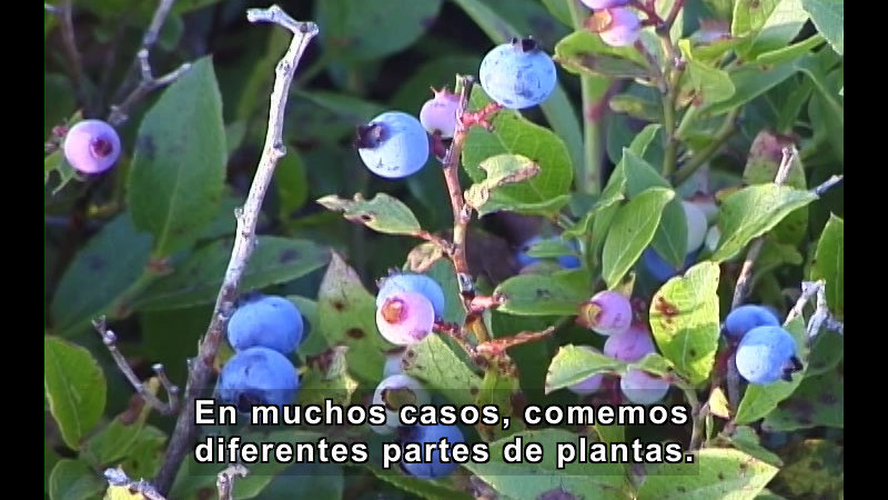Ripe blueberries on the bush. Spanish captions.