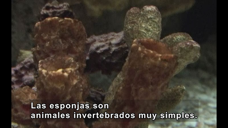 Still image from Simple Animals (Spanish)
