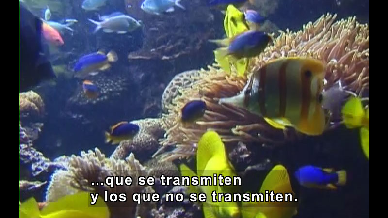 Still image from Traits and Heredity (Spanish)