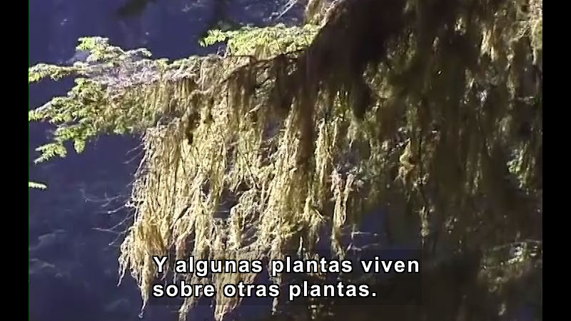 Still image from What Are Plants? (Spanish)