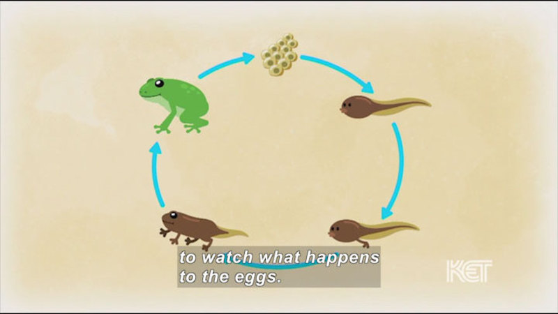 Cycle showing eggs leading to tadpole; tadpole developing back legs and keeping tail; tadpole developing all four legs, losing some of the tail, and looking more like a frog; to an adult frog who produces eggs. Caption: to watch what happens to the eggs.
