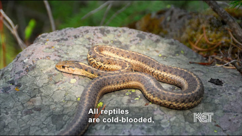 Still image from What's a Reptile?