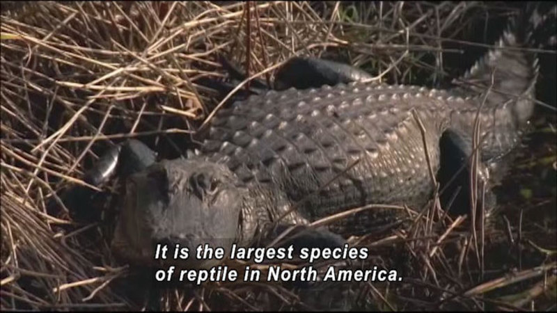Still image from The World Heritage: Everglades and Yakushima