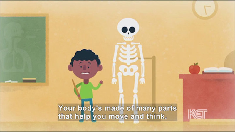 Cartoon of a child in a classroom setting standing at the front of the class next to a skeleton. Caption: Your body's made of many parts that help you move and think.