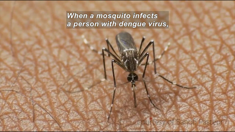 Closeup of a mosquito with proboscis piercing human skin. Caption: When a mosquito infects a person with dengue virus,