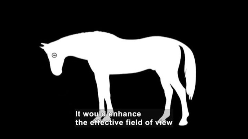 Illustration of a horse with its nose pointed towards the ground. In this position the pupil of the eye is parallel to the ground. Caption: It would enhance the effective field of view
