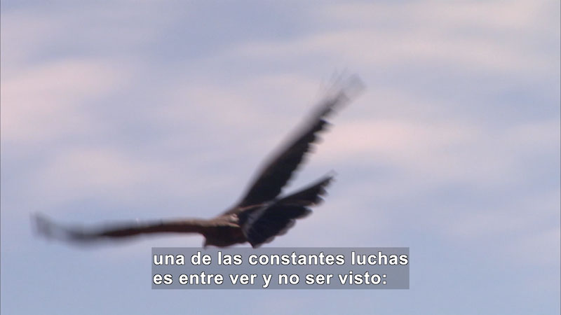 Still image from The Making of the Fittest: Natural Selection and Adaptation (Spanish)