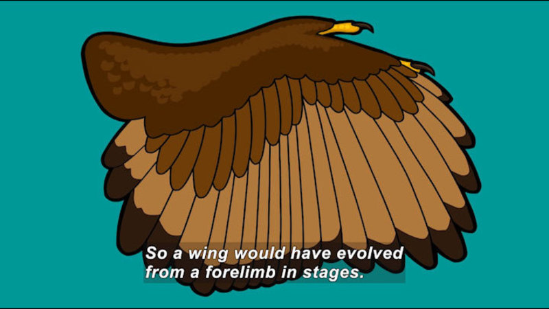 Still image from The Origin of Flight: What Use Is Half a Wing?