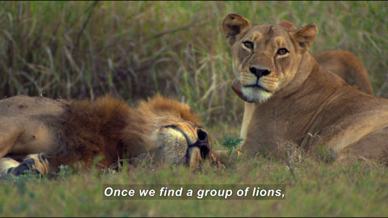 Still image from Tracking Lion Recovery in Gorongosa National Park