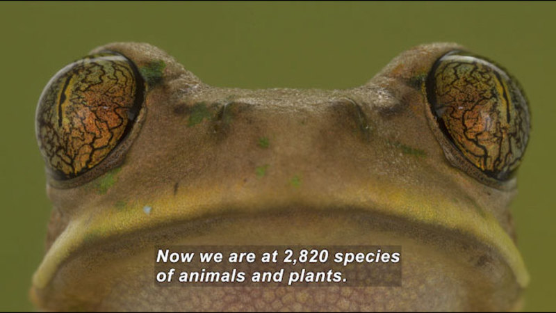 Still image from Surveying Gorongosa's Diversity