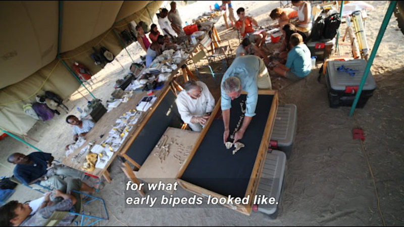 Large tent with open sides covering people seated and standing around tables holding gear and other items. Two people carefully placing bones in the outline of a body. Caption: for what early bipeds looked like.