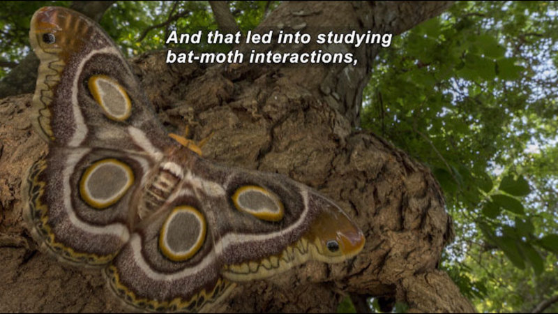 moth-mimicry-using-ultrasound-to-avoid-bats