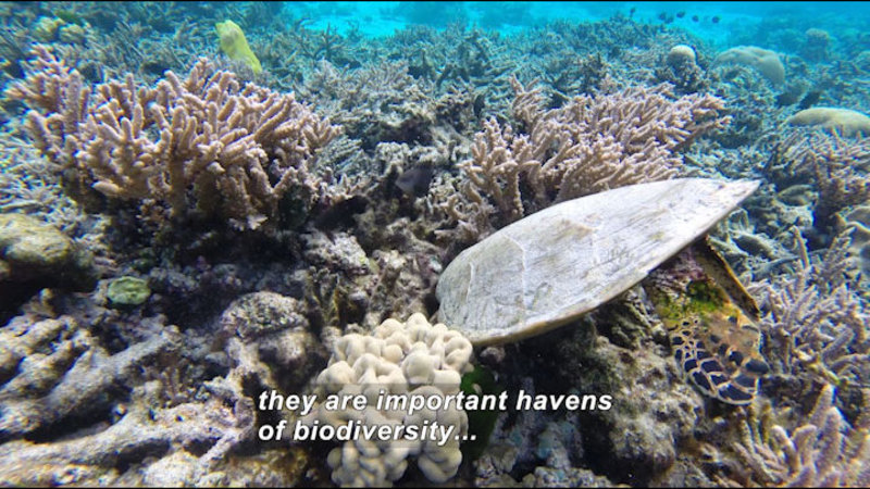 Still image from Steve Palumbi and Megan Morikawa Study Coral Reef Damage in American Samoa