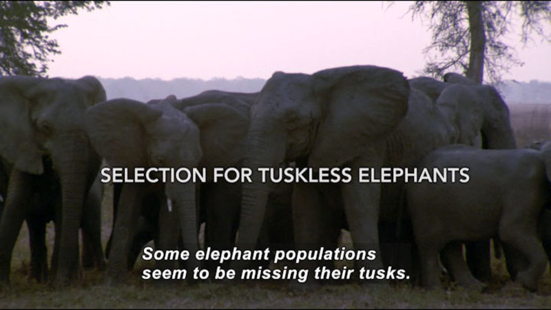 Still image from Selection of Tuskless Elephants