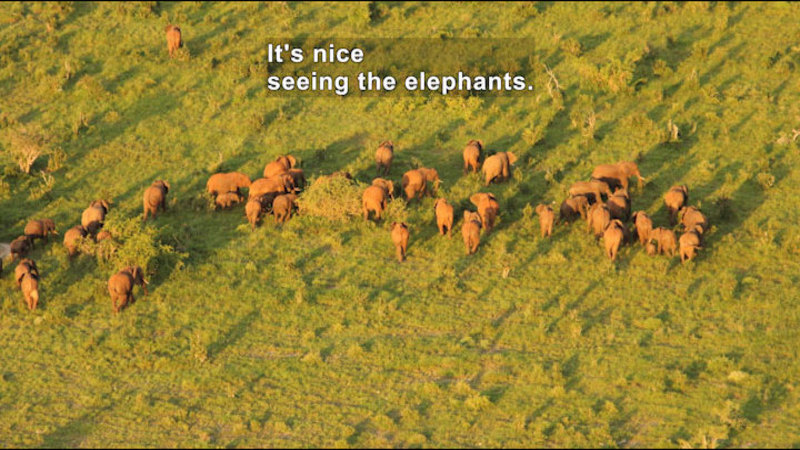 Still image from The Great Elephant Census