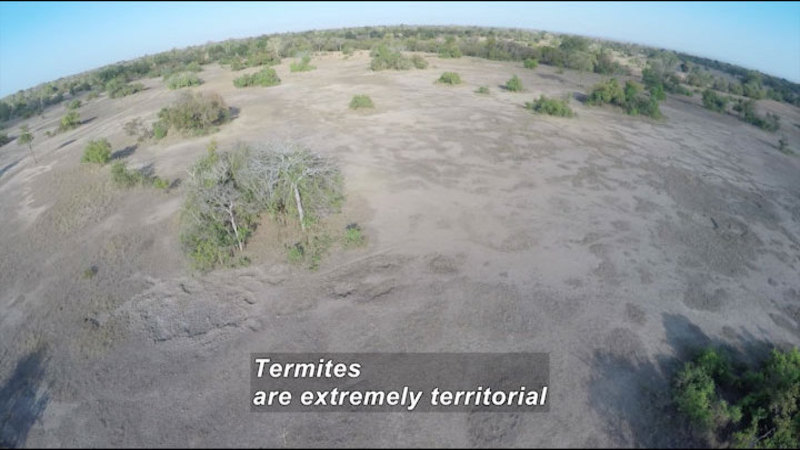 Aerial view of mostly bare light brown land with low lying trees. Caption: Termites are extremely territorial