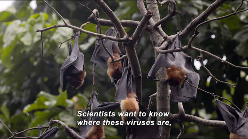 Still image from Virus Hunter: Monitoring Nipah Virus in Bat Populations