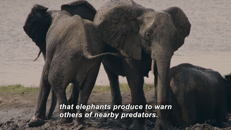 Still image from Studying How Elephants Communicate