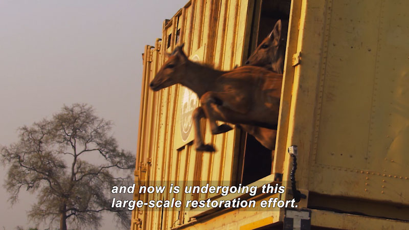 Still image from Think Like a Scientist: Gorongosa