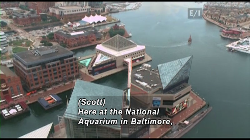 Aerial view of a building surrounded by a body of water in the middle of a large city. Caption: (Scott) Here at the National Aquarium in Baltimore,