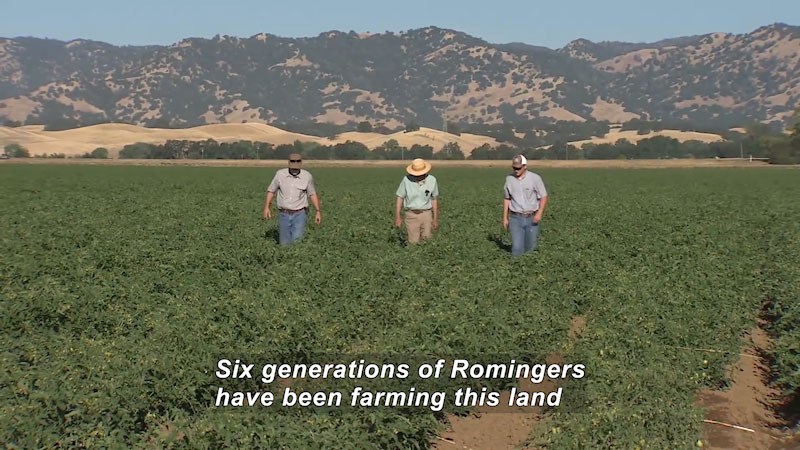 Three men walking through a cultivated field of green plants. Caption: Six generations of Romingers have been farming this land