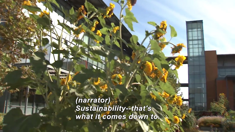 Sunflowers in foreground, modern multi-story buildings in the background. Caption: (narrator) Sustainability -- that's what it comes down to.
