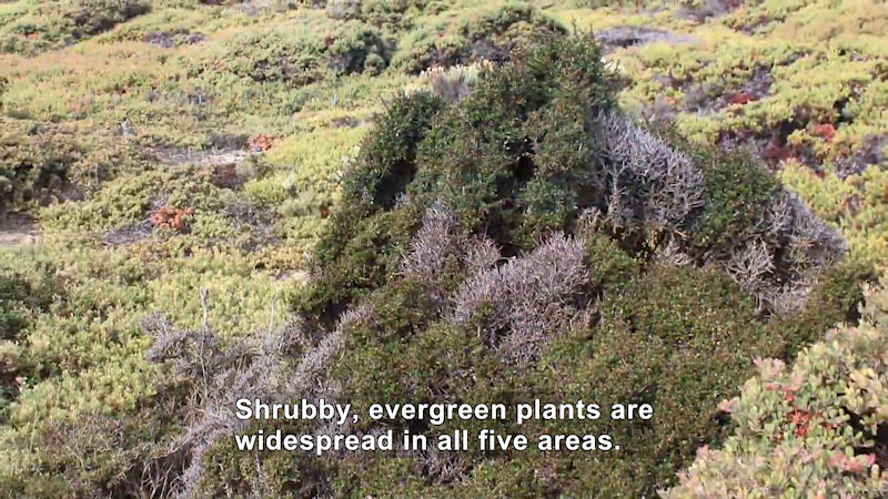 Evergreen plants in shades of green from light to dark cover the landscape. Caption: Shrubby, evergreen plants are widespread in all five areas.