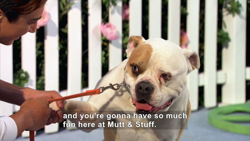Still image from Mutt & Stuff: Hip-Hop Dogs