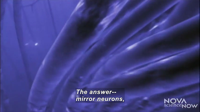 Illustration of tubular structures. Nova science Now. Caption: The answer -- mirror neurons,
