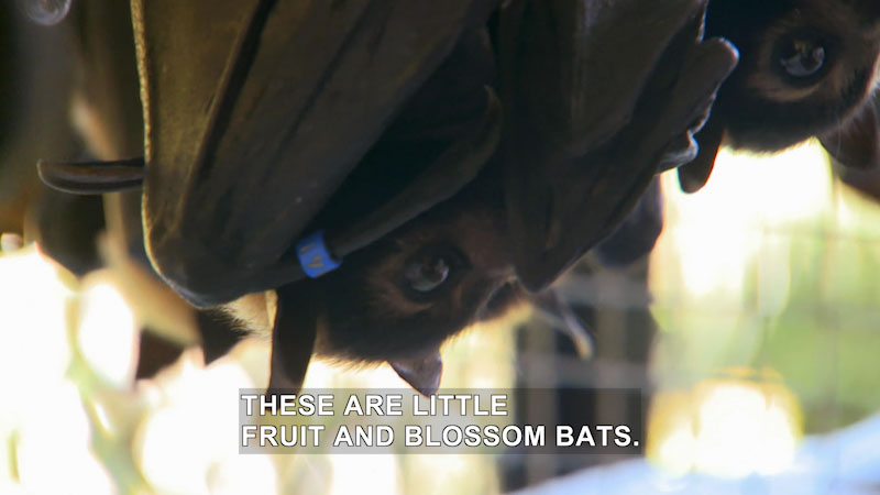 Close up of bats hanging upside down with tracking tags on their wings. Caption: These are little fruit and blossom bats.