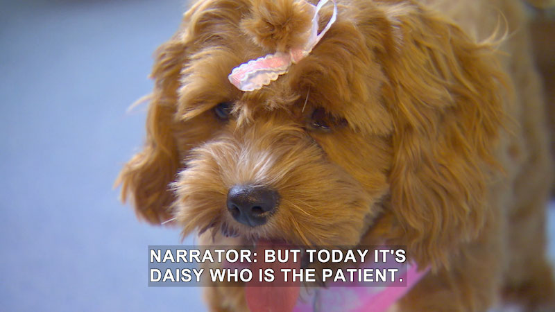 A small light brown dog with wavy long hair and a bow tied to its head. Caption: Narrator: but today it's Daisy who is the patient.