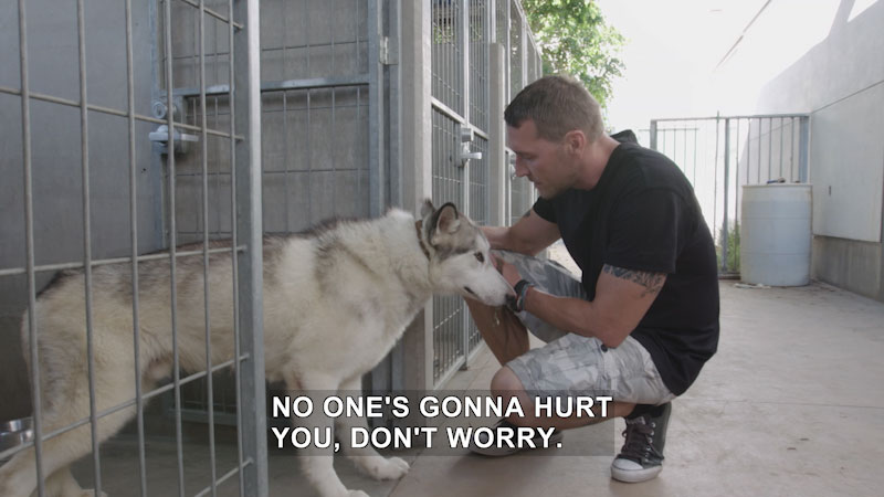 Person kneeling next to an open cage with a dog coming out of it. Caption: No one's gonna hurt you, don't worry.