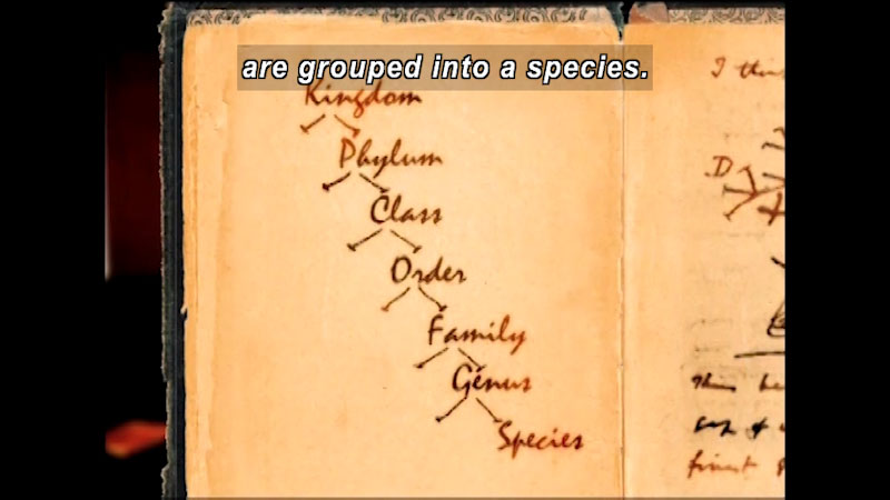 Book with handwritten text of the following hierarchy: Kingdom, Phylum, Class, Order, Family, Genus, Species. Caption: are grouped into a species.