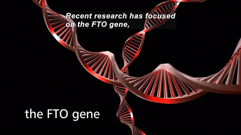 Strings of DNA. Caption: Recent research has focused on the FTO gene,