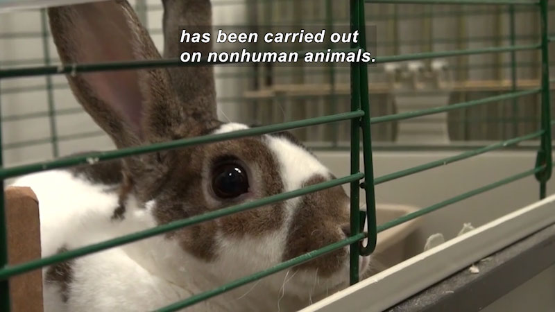 Close up of a brown and white bunny in a cage. Caption: has been carried out on nonhuman animals.