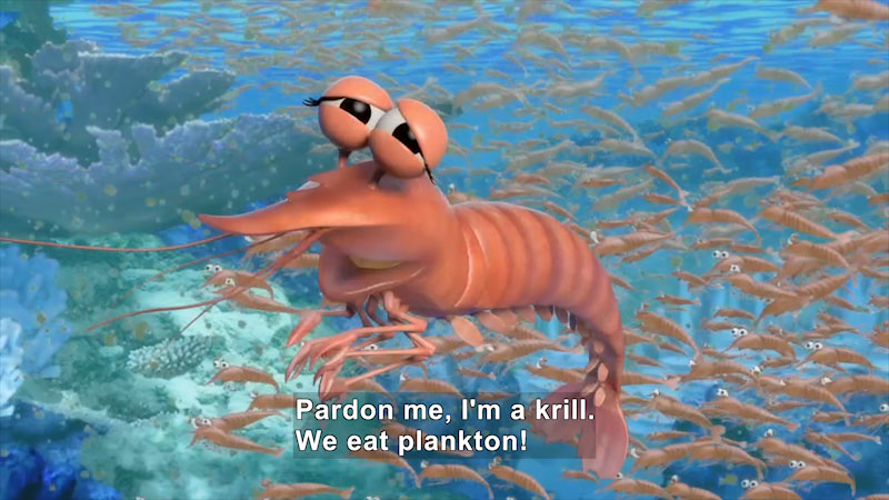 Cartoon of a small, shrimp-like animal among a school of others. Caption: Pardon me, I'm a krill. We eat plankton!