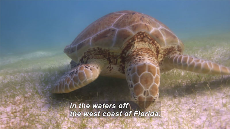 Sea turtle grazing on the ocean floor. Caption: in the waters off the west coast of Florida. 