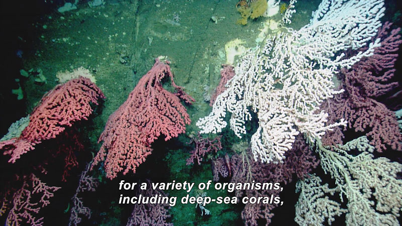 Reddish and light-colored plantlike organisms growing from the ocean floor. Caption: for a variety of organism, including deep-sea corals,