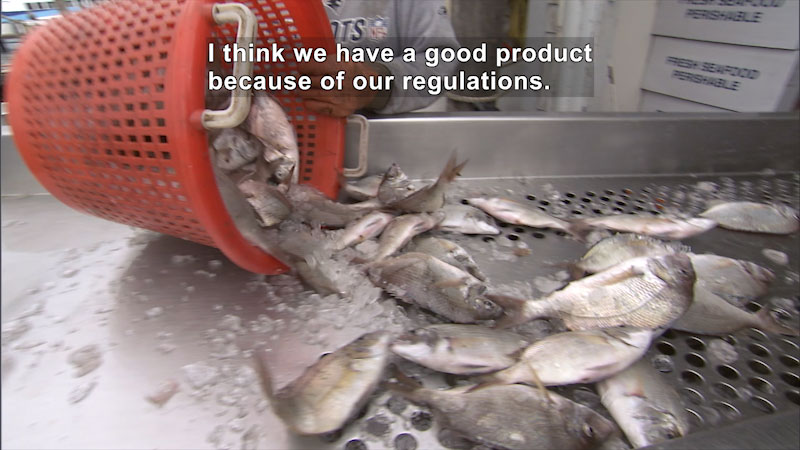Fish packed in being dumped out of a bucket onto a metal production line. Caption: I think we have a good product because of our regulations.