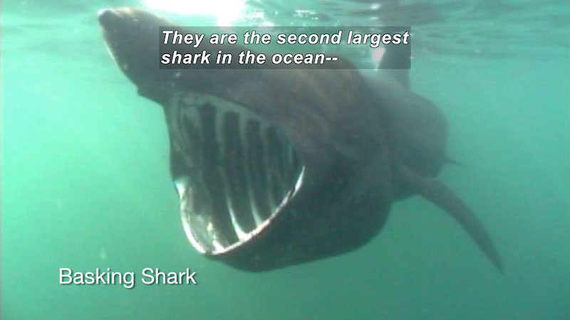 A Basking Shark with its mouth wide open. Caption: They are the second largest shark in the ocean--