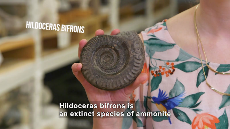 Person holding a fossil of a spiral shaped animal. Caption: Hildoceras bifrons is an extinct species of ammonite