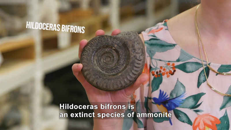 Still image from The Brain Scoop: Fossil Myths