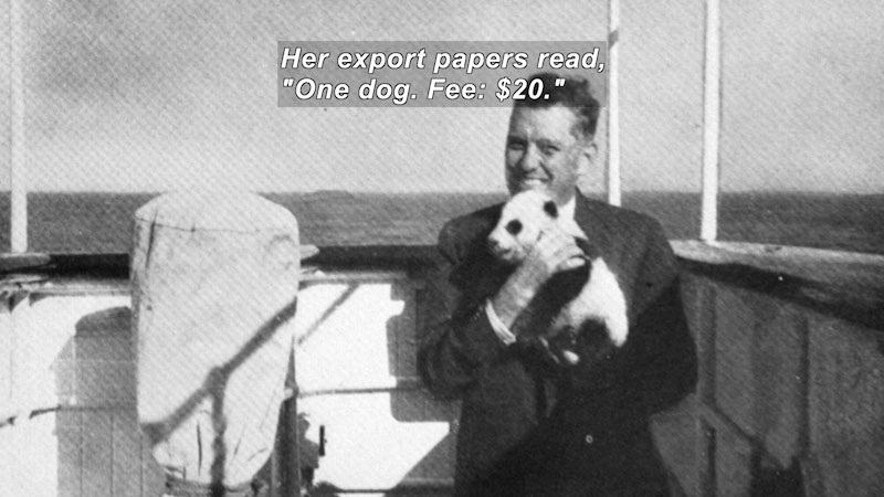 Black and white photo of a man on a boat holding a baby panda bear. Caption: Her export papers read, "One dog. Fee: $20."