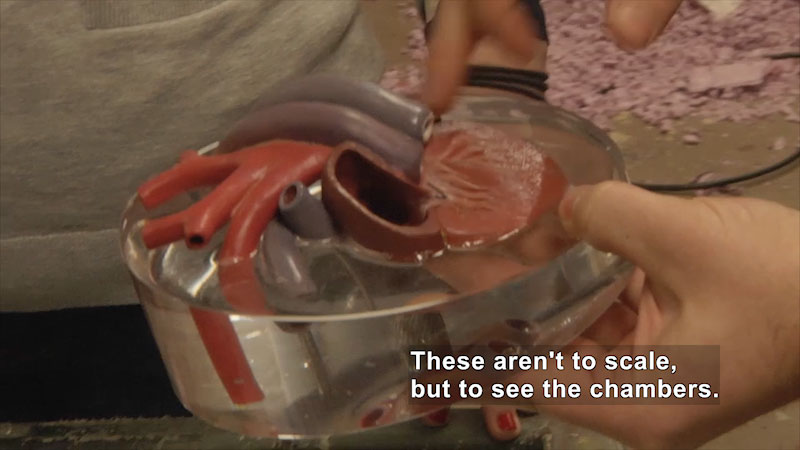 Person holding a model of the human heart with a cross section removed to show the chambers. Caption: These aren't to scale, but to see the chambers.