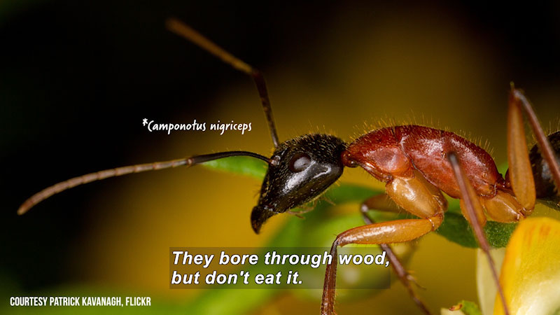 Closeup of the front half of an ant. Camponotus nigriceps. Caption: They bore through wood, but don't eat it.