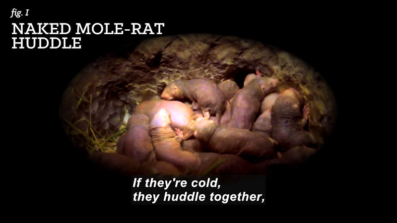 A pile of small, furless rodents huddled together in a den lined with grass. Naked mole-rat huddle. Caption: If they're cold, they huddle together,