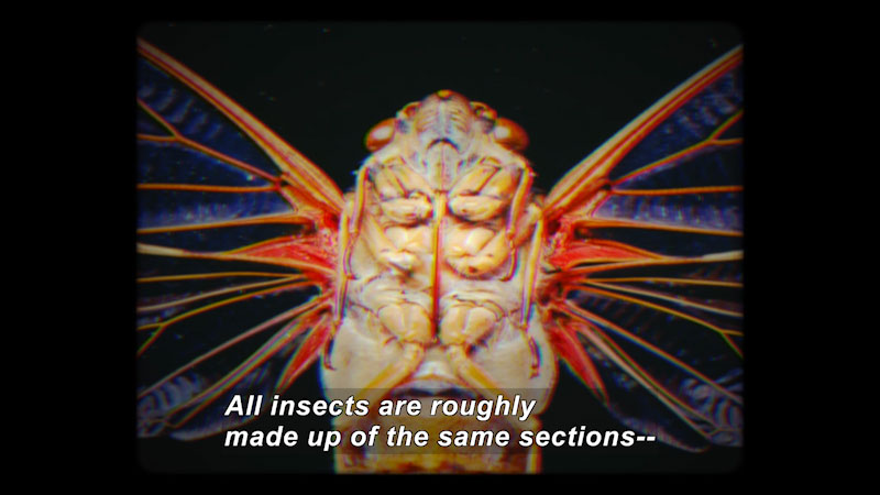 Closeup of the bottom side of a winged insect's body. Caption: All insects are roughly made up of the same sections --